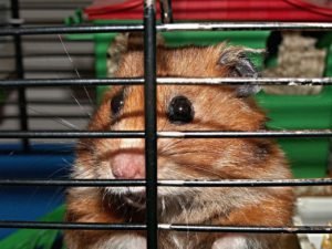 Cuidados com Animais Silvestres Cuidados com Animais Silvestres