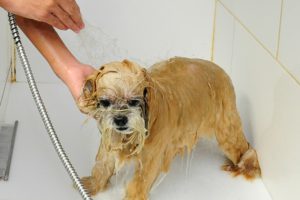 Cuidados no Banho - O Carinho