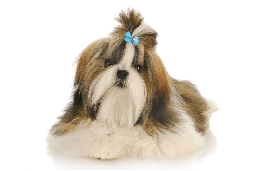 Shih Tzu