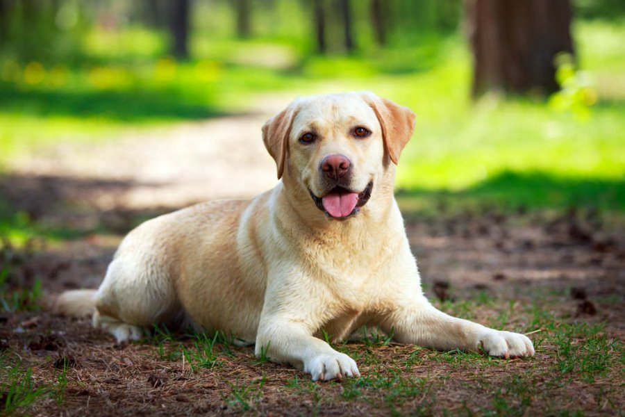 Labrador