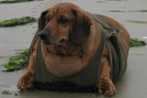 Obesidade Canina