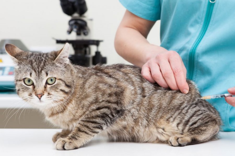Vacinas para Gatos