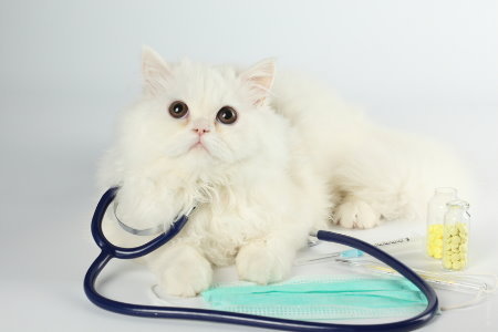 Doença Renal Nos Gatos | Diagnóstico