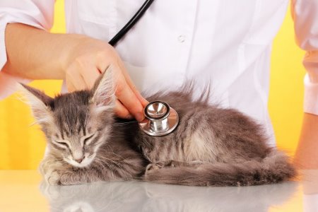 Doença Renal Nos Gatos | Prevenção