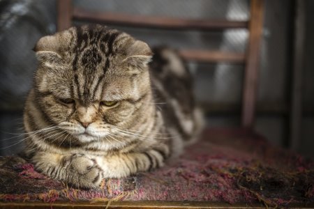 Doença Renal Nos Gatos | Sintomas
