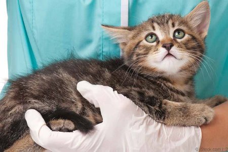 Doença Renal Nos Gatos | Tratamento