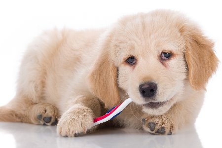 Saúde Bucal Canina - Comece o quanto antes