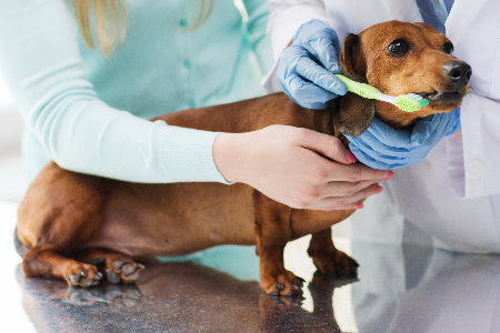 Saúde Bucal Canina - Veterinário