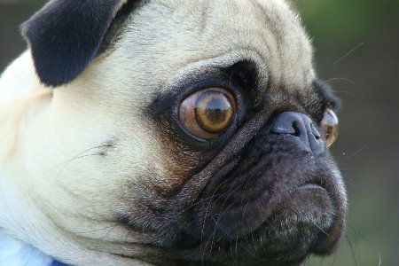 Principais Problemas Nos Pugs - Olhos