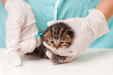 Vacinação em Gatos