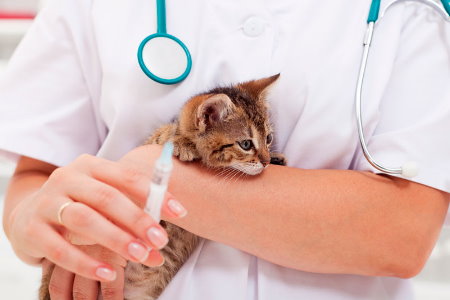 Vacinação em Gatos