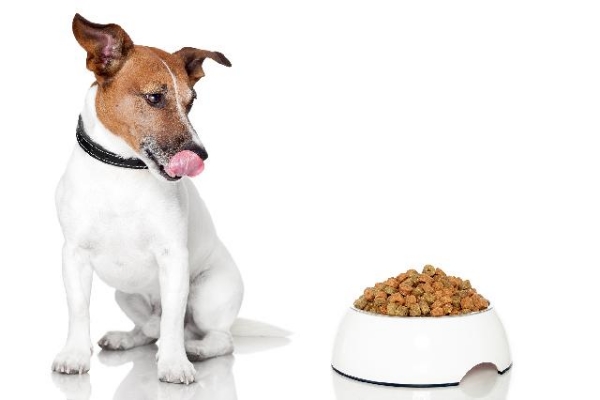 Como cuidar de um cachorro: Alimentação