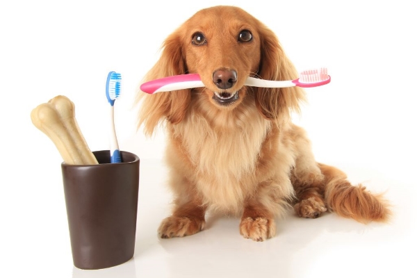 Como cuidar de um cachorro: Higiene
