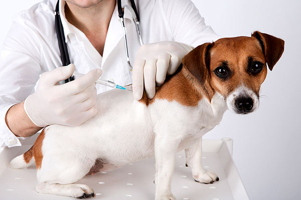 Como cuidar de um cachorro: Vacinação