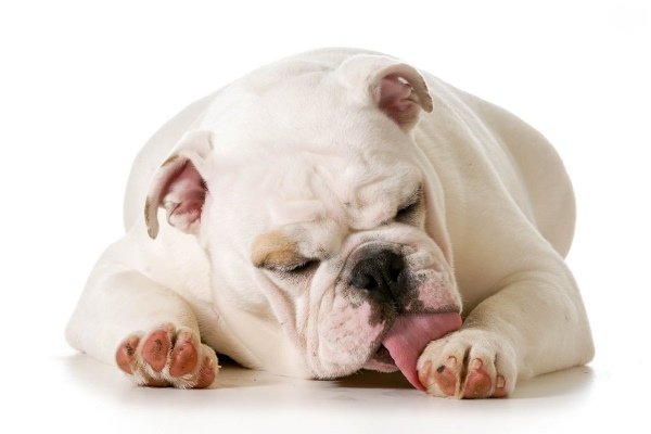 Por que os cachorros lambem o dono, as patas e as pessoas