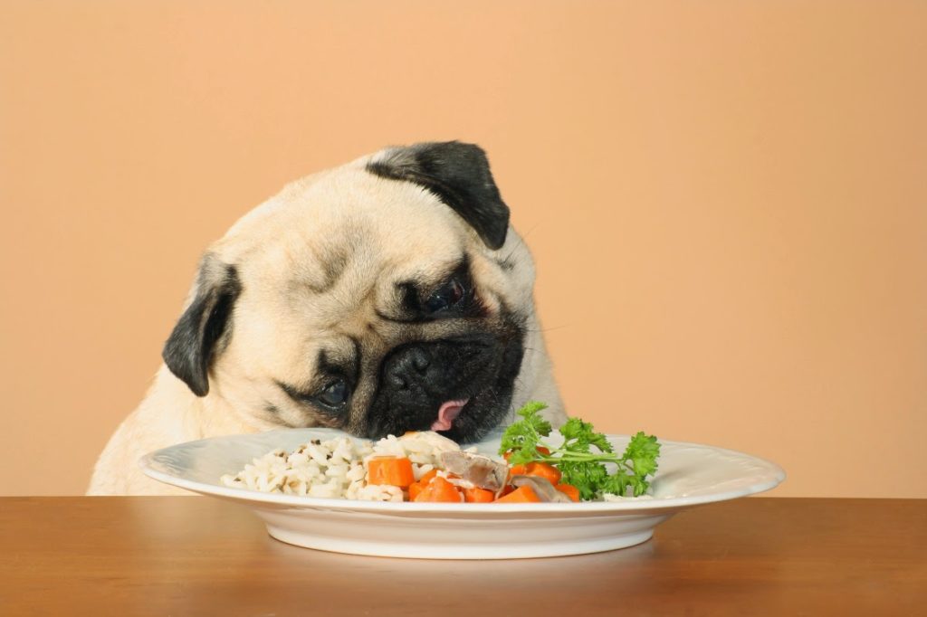 7 motivos para você alimentar seu cão com comida caseira