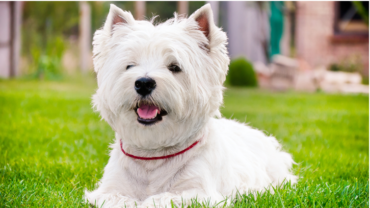 West-highland-white-terrier