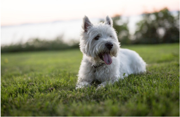 west-highland-white-terrier