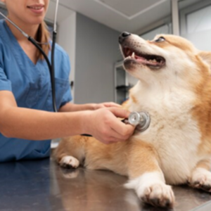 cachorro veterinario