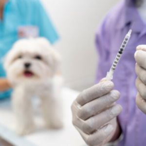 cachorro vacina